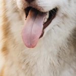 Анализ игровых механик слота The Dog House