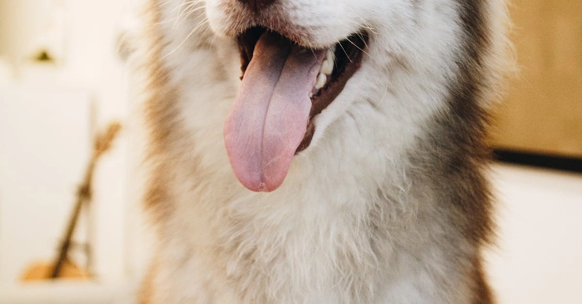 Анализ игровых механик слота The Dog House